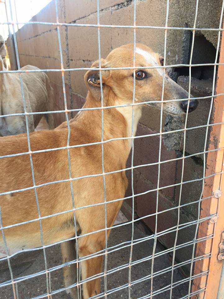 MELLINA petite crevette rousse Scooby France Adoptée Mellin16
