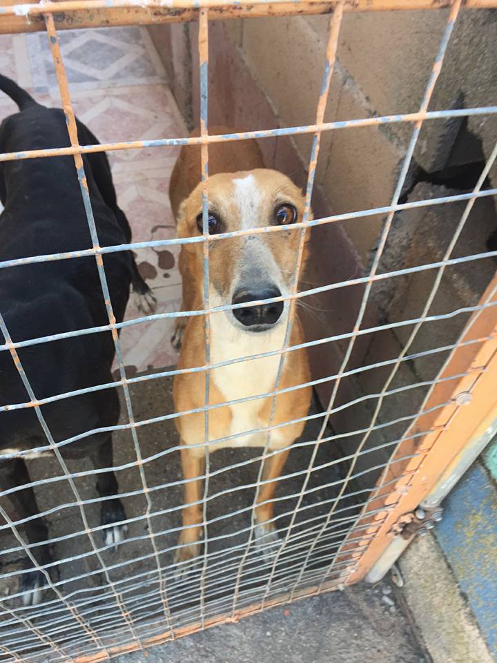MELLINA petite crevette rousse Scooby France Adoptée Mellin17