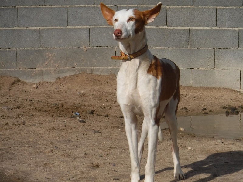 Morgane, podenca , 3 ans scooby france Adoptée  Morgan11