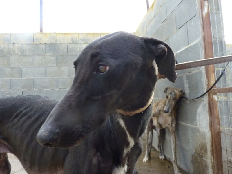 NEGROTE galgo noir si maigre ... au regard si doux Negrot11