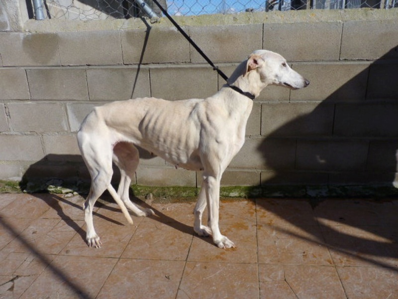 OLI douce mamie de 10 ans .... galga blanche Oli210