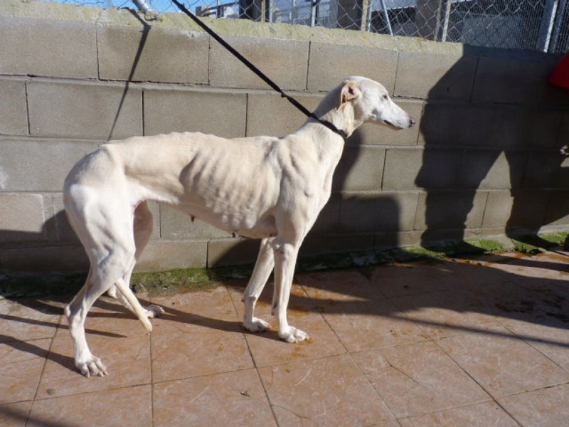 OLI douce mamie de 10 ans .... galga blanche Oli410