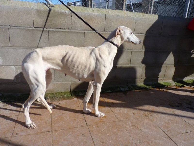 OLI douce mamie de 10 ans .... galga blanche  Oli410