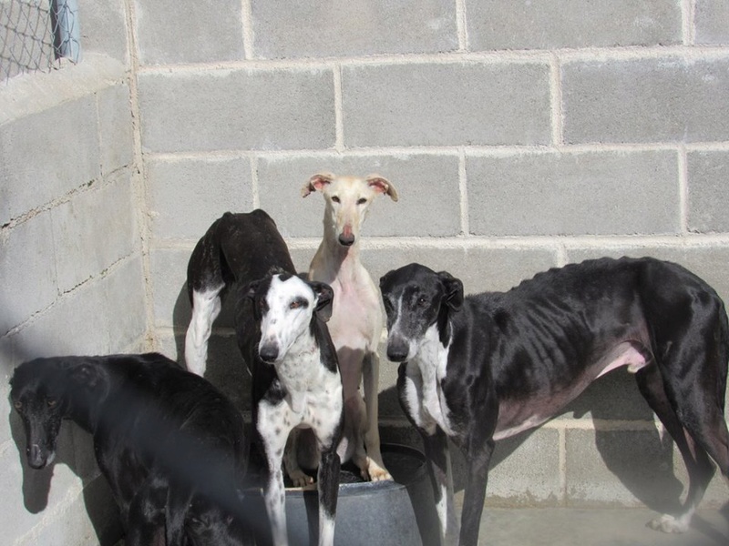 OURLY galga 5ans noire et blanche Ourly710