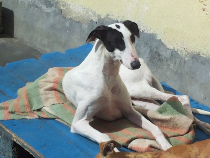 PRIMAVERA  jeune galga blanche tache noire , a la patte cassée Adoptée  Primav10