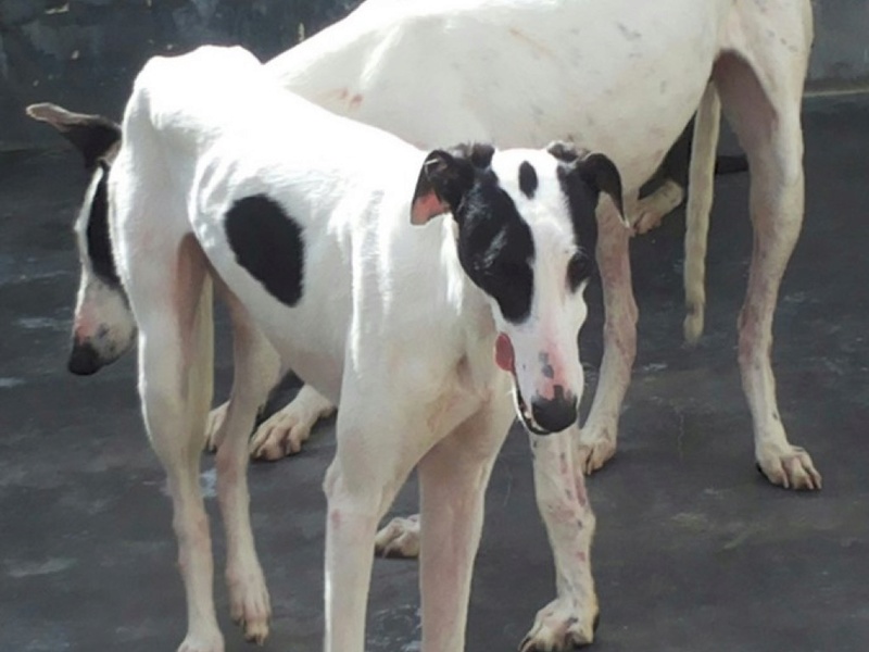 PRIMAVERA jeune galga blanche tache noire , a la patte cassée Adoptée Primav16