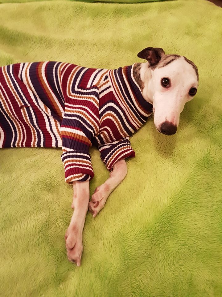 Prince whippet né en 2014 Adopté  Prince10