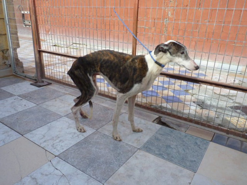 STENCER galgo bringé et blanc male 4ans Stence13