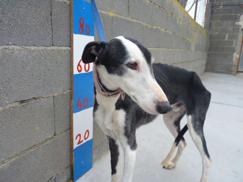 TAKE adorable galgo male noir et blanc  Take310