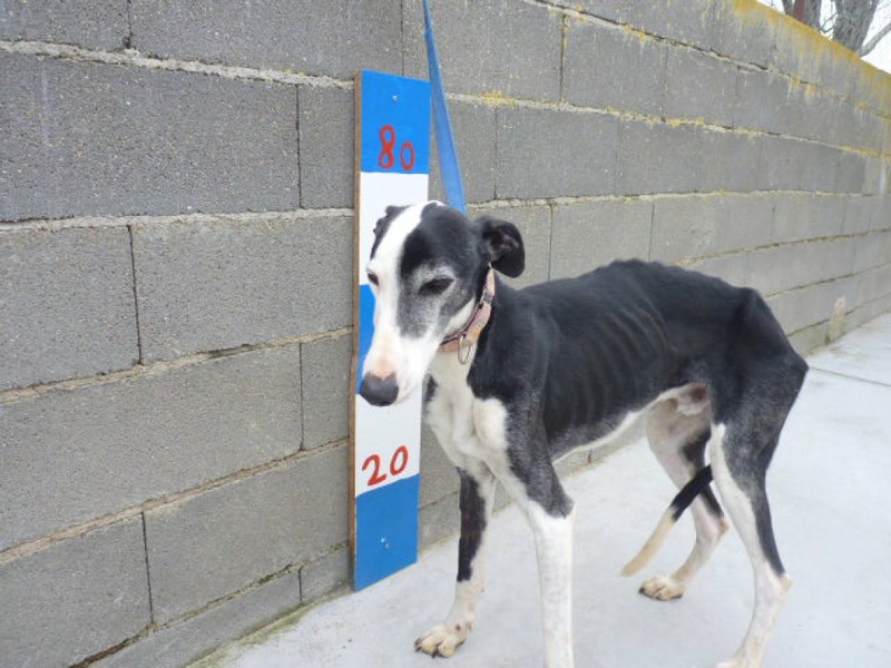 TAKE adorable galgo male noir et blanc  Take410