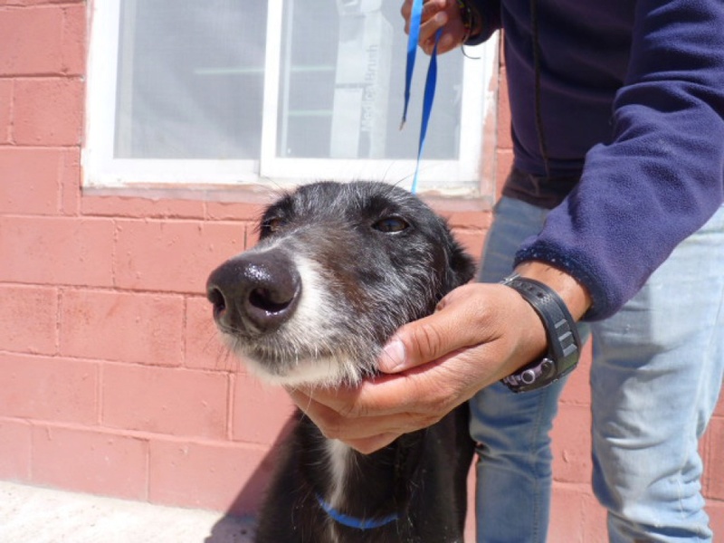 TINITA  douce galga noire de 6ans Adoptée  Tinita12