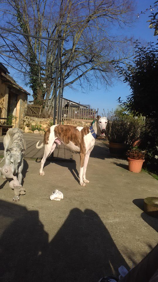 TOLSTOI galgo atypique male 2ans1/2 Adopté - Page 2 Tolsto19