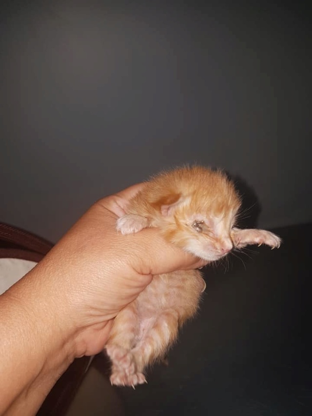 Kittens gedumpt in een zak 1328