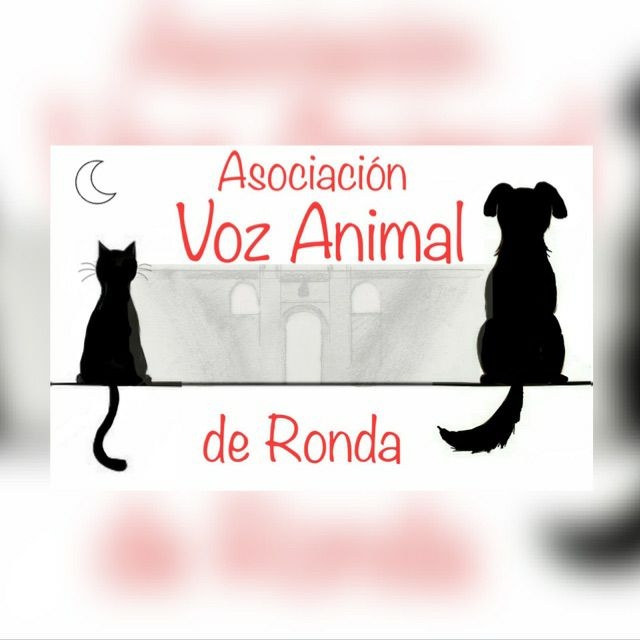 Protectora Voz Animal de Ronda 17424810