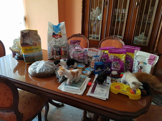 Katten donaties voor oa El Hogar d Lluvia y sus gotitas 18622111