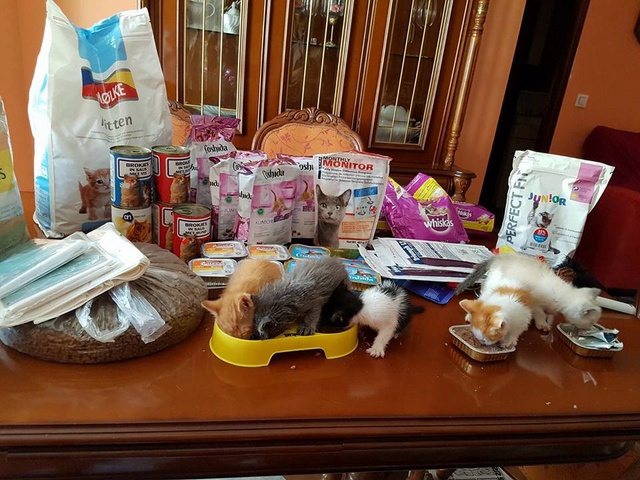 Katten donaties voor oa El Hogar d Lluvia y sus gotitas 18622411