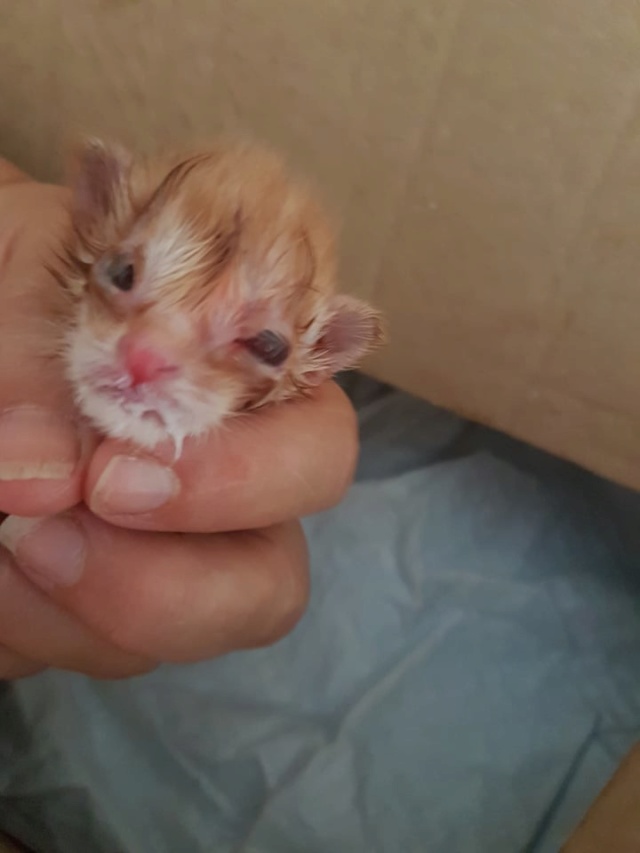 Kittens gedumpt in een zak 2523