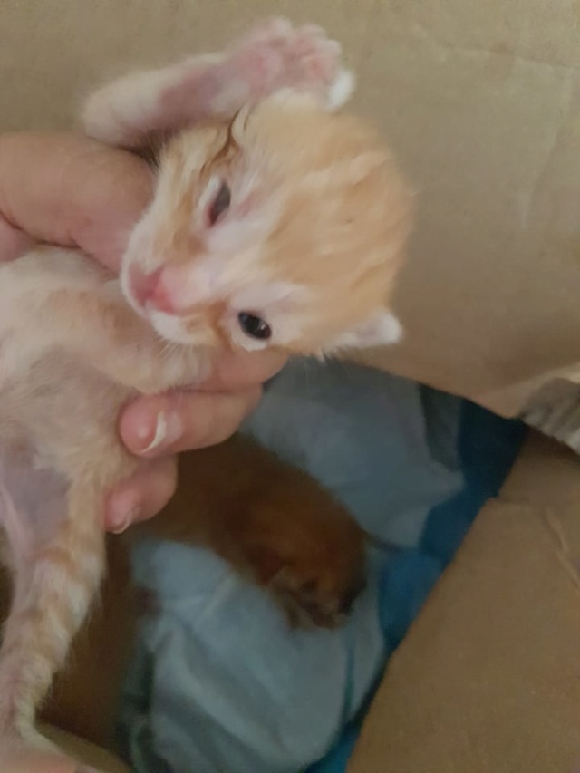 Kittens gedumpt in een zak 2721