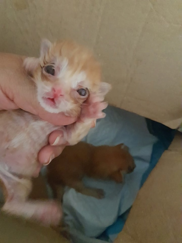 Kittens gedumpt in een zak 2818