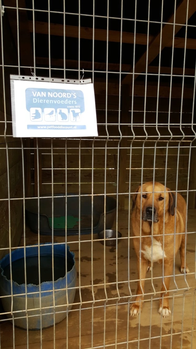 50% actie - Nieuwe kennels voor de honden van Masquechuchos 46a4ac10