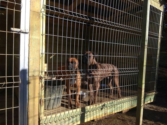 50% actie - Nieuwe kennels voor de honden van Masquechuchos 49641310