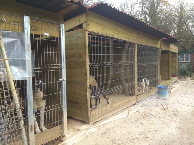 50% actie - Nieuwe kennels voor de honden van Masquechuchos 534