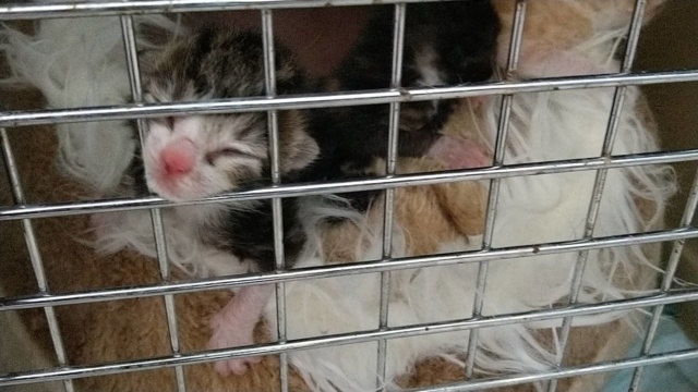 pasgeboren kittens gedumpt in een plastic zak  58682310