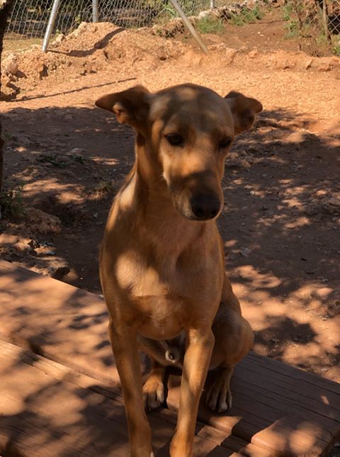 Protectora Voz Animal de Ronda 668