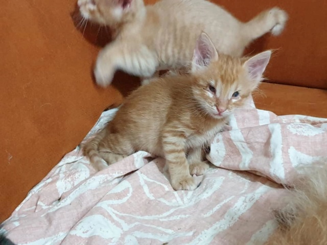 Kittens gedumpt in een zak 69280510