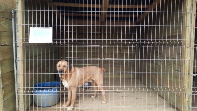 50% actie - Nieuwe kennels voor de honden van Masquechuchos 732fe210