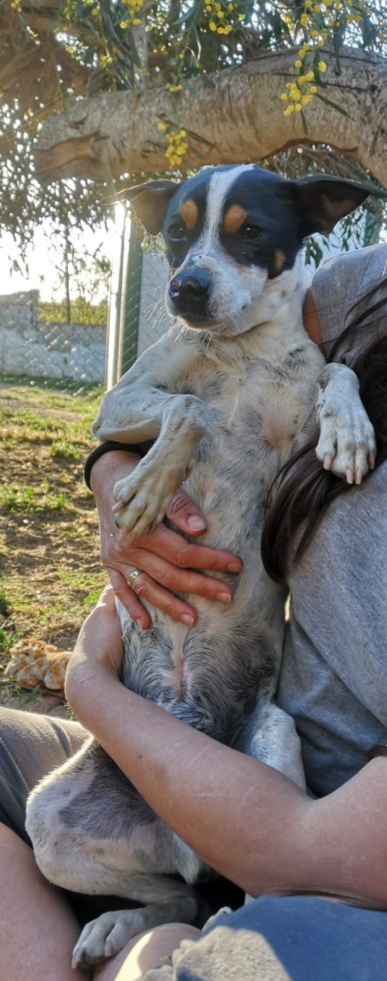 3 honden gered uit het dodingscentrum Kang9310