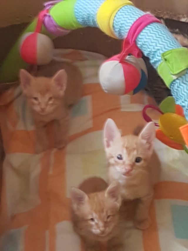 Kittens gedumpt in een zak Katjes10