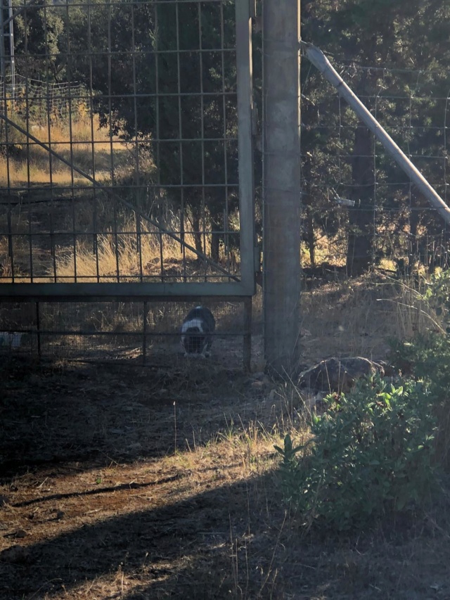 Protectora Voz Animal de Ronda Katvoz12