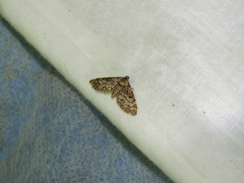 eupithecia - [Mirificarma interrupta, Eupithecia tantillaria] Nuit 24 avril, 1_210