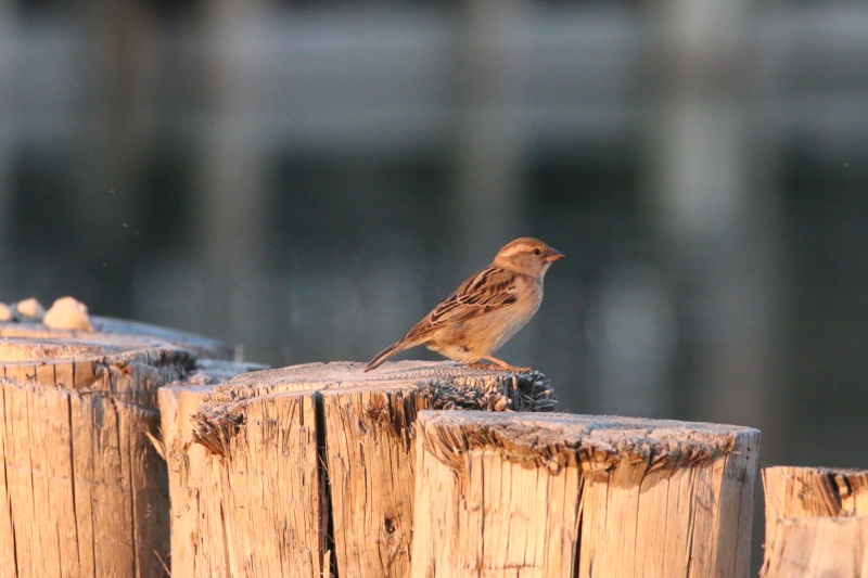 moineau - Moineau domestique - Page 4 Img_1211