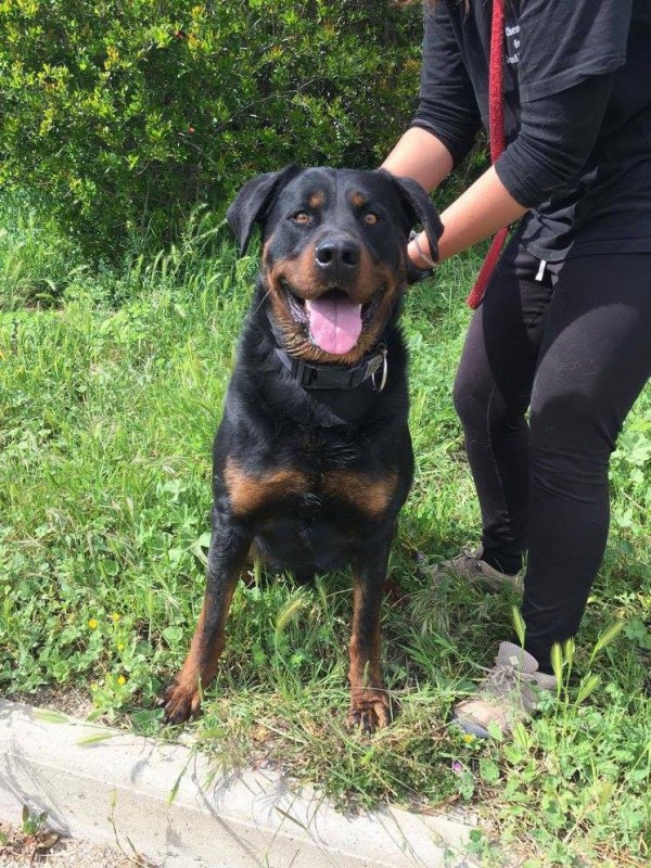 LUCKY, x beauceron né en 2015 Lucky10