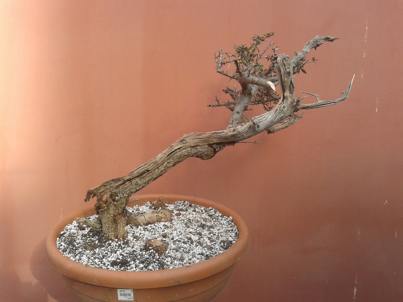 rosmarino - yamadori 2016/2017 20161219