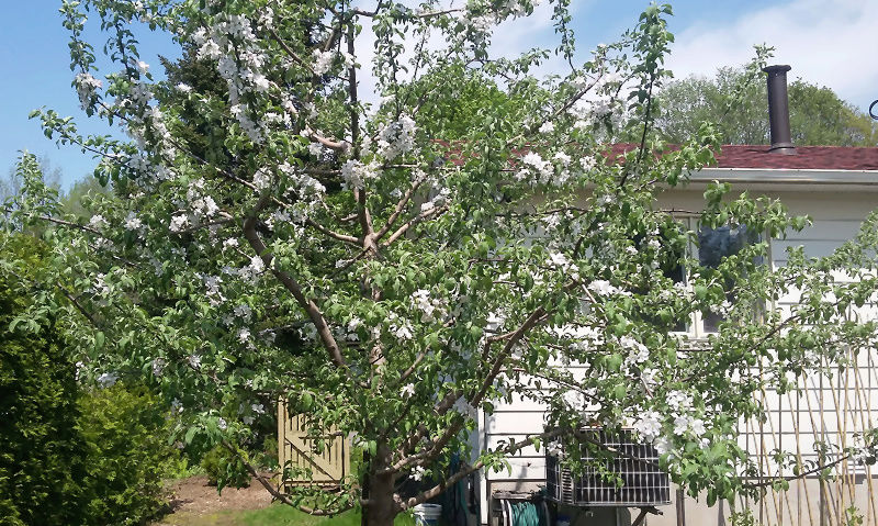 Les arbres en fleur chez Le Grand Duc 2017 Arb0610