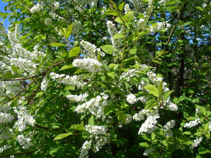 C'est le temps de la Pétafouère chez les Accros ! Prunus14