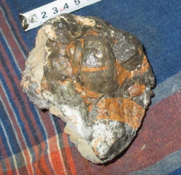 Ampullinidae - † Moule interne - du Jurassique sup. d' Algerie Img_3312