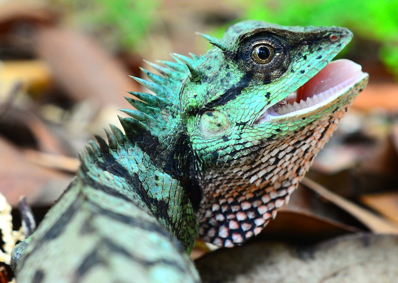 Le reptile de vos rêves Calote10