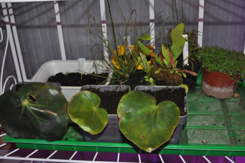 Recherche bouture Bégonia erytrophilla - nénuphar - Aoyt_210