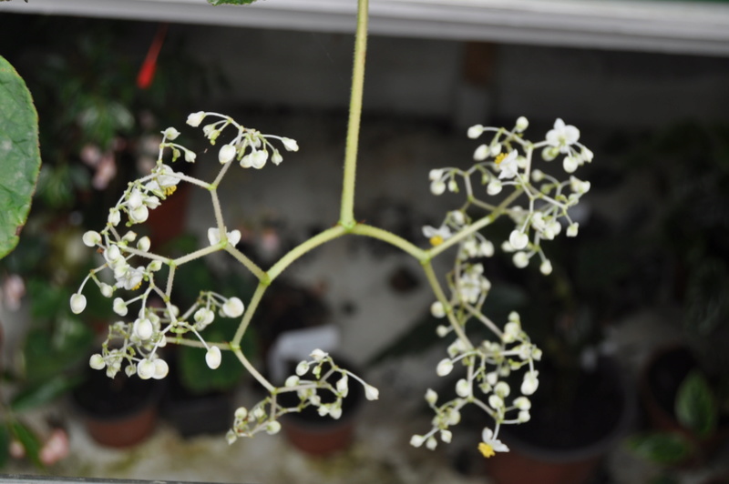 Begonia convolvulacea et ? Avril_11