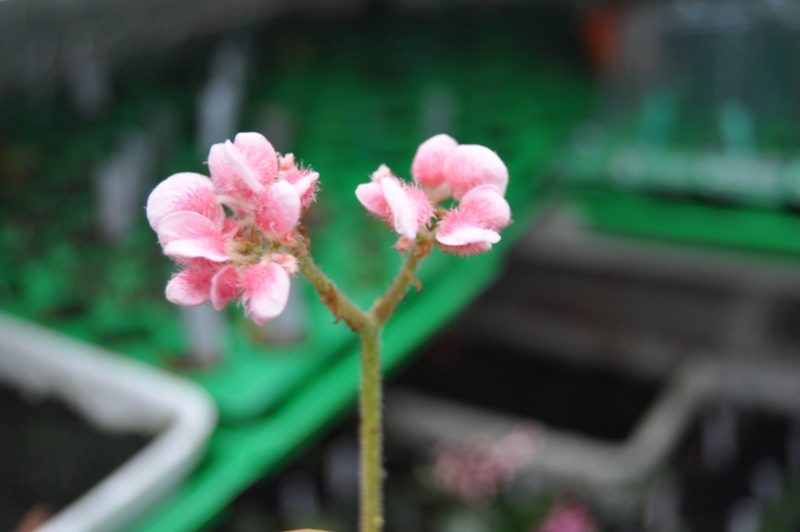 Quelques photos de bégonias en fleurs (ou pas) ici Avril_24