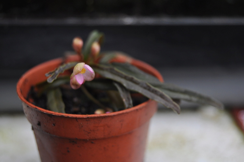 Quelques photos de bégonias en fleurs (ou pas) ici Avril_30