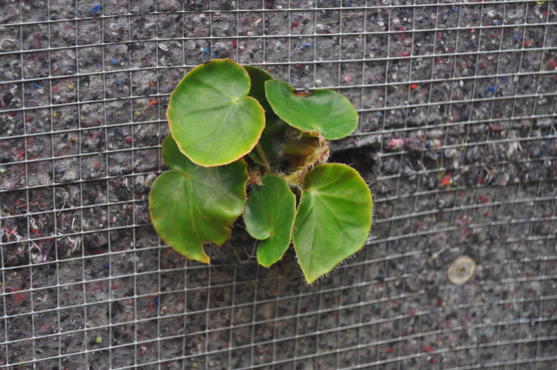 Quelques photos de bégonias en fleurs (ou pas) ici Avril_38