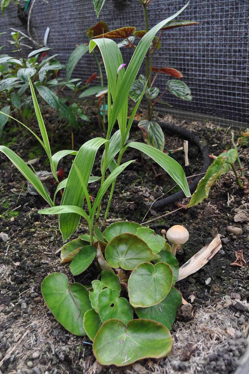 Recherche bouture Bégonia erytrophilla - nénuphar - Avril_42