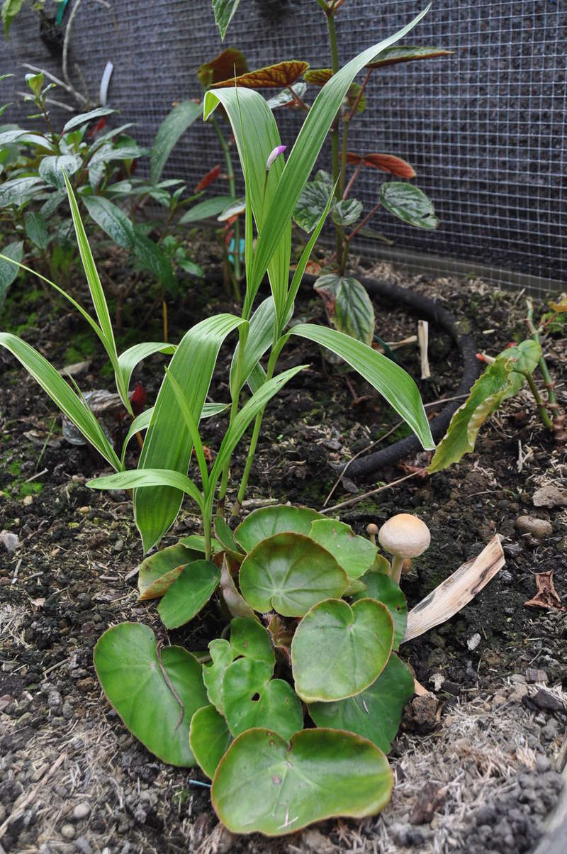 Recherche bouture Bégonia erytrophilla - nénuphar -  Avril_42