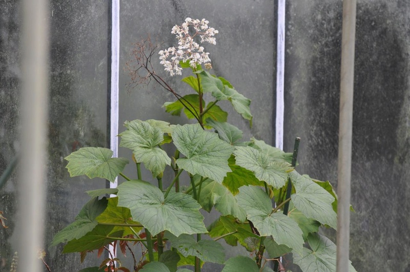 Begonia convolvulacea et ? Begoni10