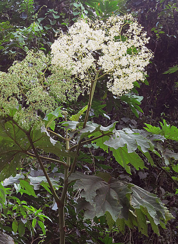 Begonia convolvulacea et ? Begoni11